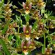 Orchid�es terrestres Epipactis Sabine