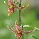 Orchid�es terrestres gigantea