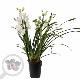 Orchid�e hybride blanche