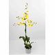 Oncidier orchid�e hybride