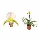Orchid�e Sabot de Venus