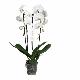 Orchid�e papillon Tsarine blanche