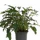 Philodendron xanadu