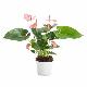 Anthurium rouge Diamond red