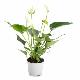 Anthurium blanc white Champion