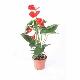 Anthurium rouge Madural