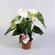 Anthurium blanc Spirit