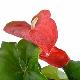 Anthurium rouge Dakota