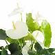 Anthurium blanc Samora