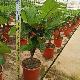 Ficus lyre, Figuier lyre