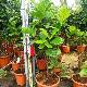 Ficus lyre, Figuier lyre