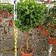 Ficus microcarpa 'Moclame'