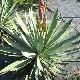 Yucca gloriosa
