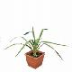 Yucca herbe � soie