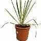 Yucca herbe � soie
