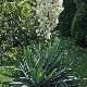 Yucca herbe � soie