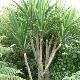 Cordyline verte 