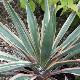 Yucca gloriosa 'Variegata'