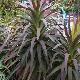 Yucca � feuilles d'Alo�s