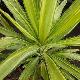 Yucca pied d'�l�phant Jewel
