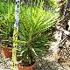 Yucca pied d'�l�phant Jewel