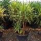 Yucca pied d'�l�phant Jewel