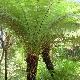 Foug�re arborescente de Tasmanie