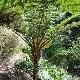 Foug�re arborescente du Queensland