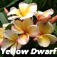 Frangipanier Dwarf Yellow