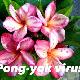 Frangipanier Pong Yok Virus