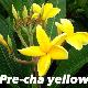 Frangipanier Pre Cha Yellow