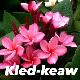 Frangipanier Kled Keaw