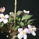 Cl�matite � petites fleurs Tetrarose