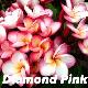 Frangipanier Diamond Pink