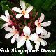 Frangipanier Pink Singapore Dwarf