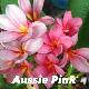 Frangipanier Aussie Pink
