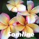 Frangipanier Somline