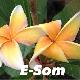 Frangipanier E-Som
