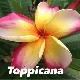 Frangipanier Toppicana