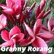 Frangipanier Granny Rorang