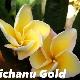 Frangipanier Vichanu Gold