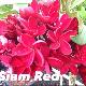 Frangipanier Siam Red