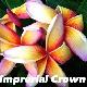 Frangipanier Imperial Crown