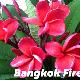Frangipanier Bangkok Fire
