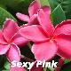 Frangipanier Sexy Pink