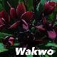 Frangipanier Wakwo