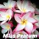 Frangipanier Miss Pratum