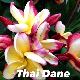Frangipanier Thai Dane