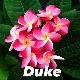 Frangipanier Duke