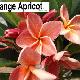 Frangipanier Orange Apricot